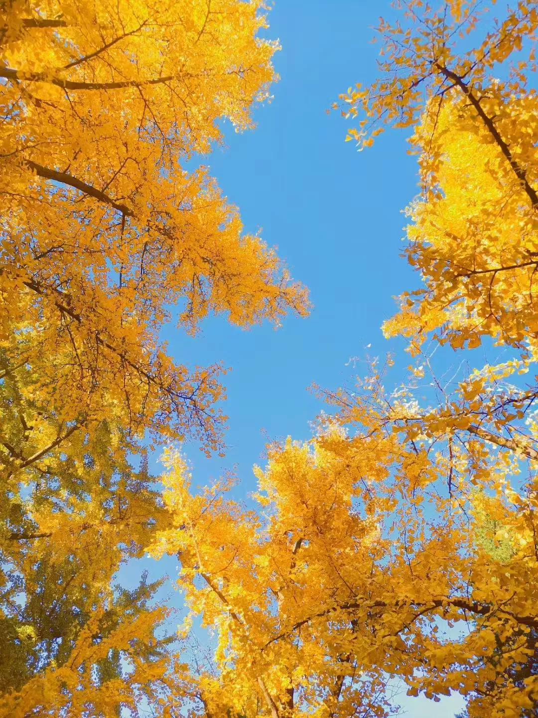 ginkgo